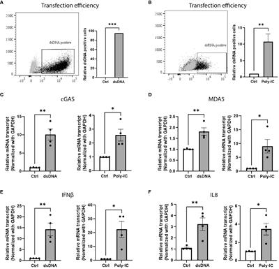 ER stress promotes mitochondrial DNA mediated type-1 interferon response in beta-cells and interleukin-8 driven neutrophil chemotaxis